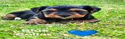 Yorkshire Terrier dogs for sale: Purebred Yorkshire Terrier Puppies Vaccinated  - Advert 38