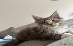 Maine Coon cats for sale: Pedigree fluffy Maine coon kittens - Image 4