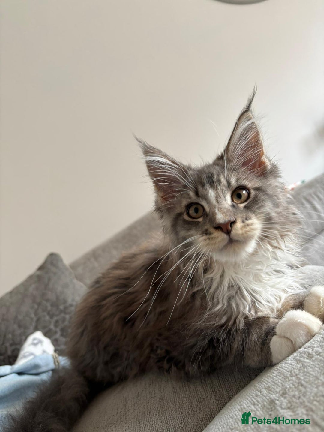 Maine Coon cats for sale: Pedigree fluffy Maine coon kittens - Image 4