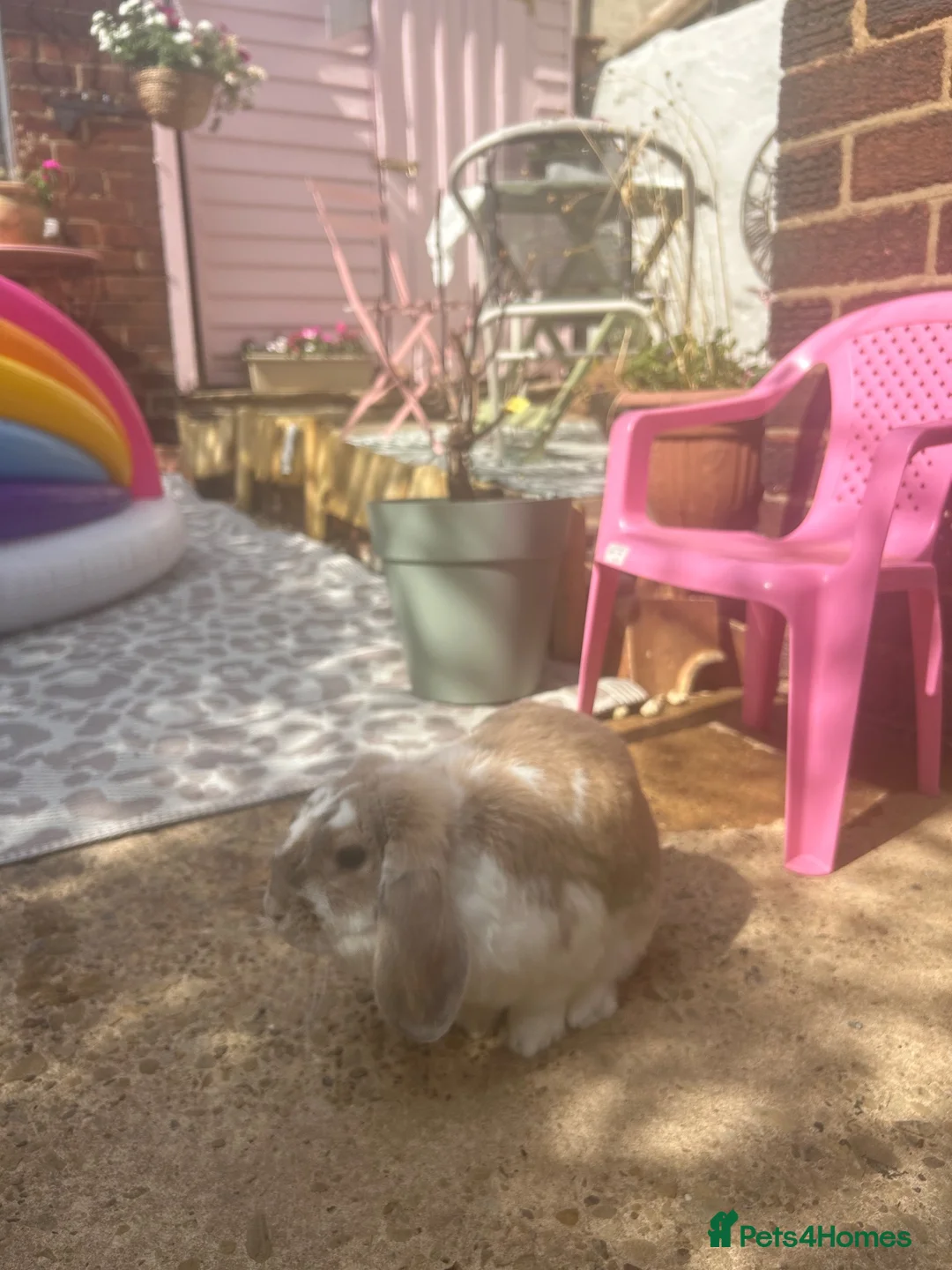 Mixed Breed rabbits for sale: Mr Benjamin Bunny  in Knottingley - Advert 4