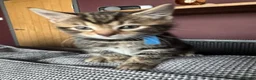 Mixed Breed cats for sale: Adorable Kittens Looking for Their Forever Home - Advert 12