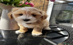 Maltipoo dogs for sale: Adorable Maltipoo  - Image 14