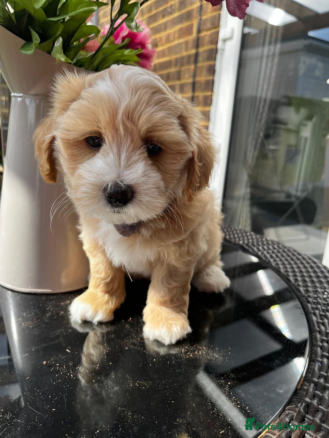 Maltipoo dogs for sale: Adorable Maltipoo  - Image 14