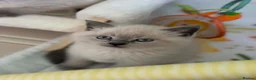 British Shorthair cats for sale: Beautiful British shorthair Scottish fold kittens  in Norwich - Advert 13
