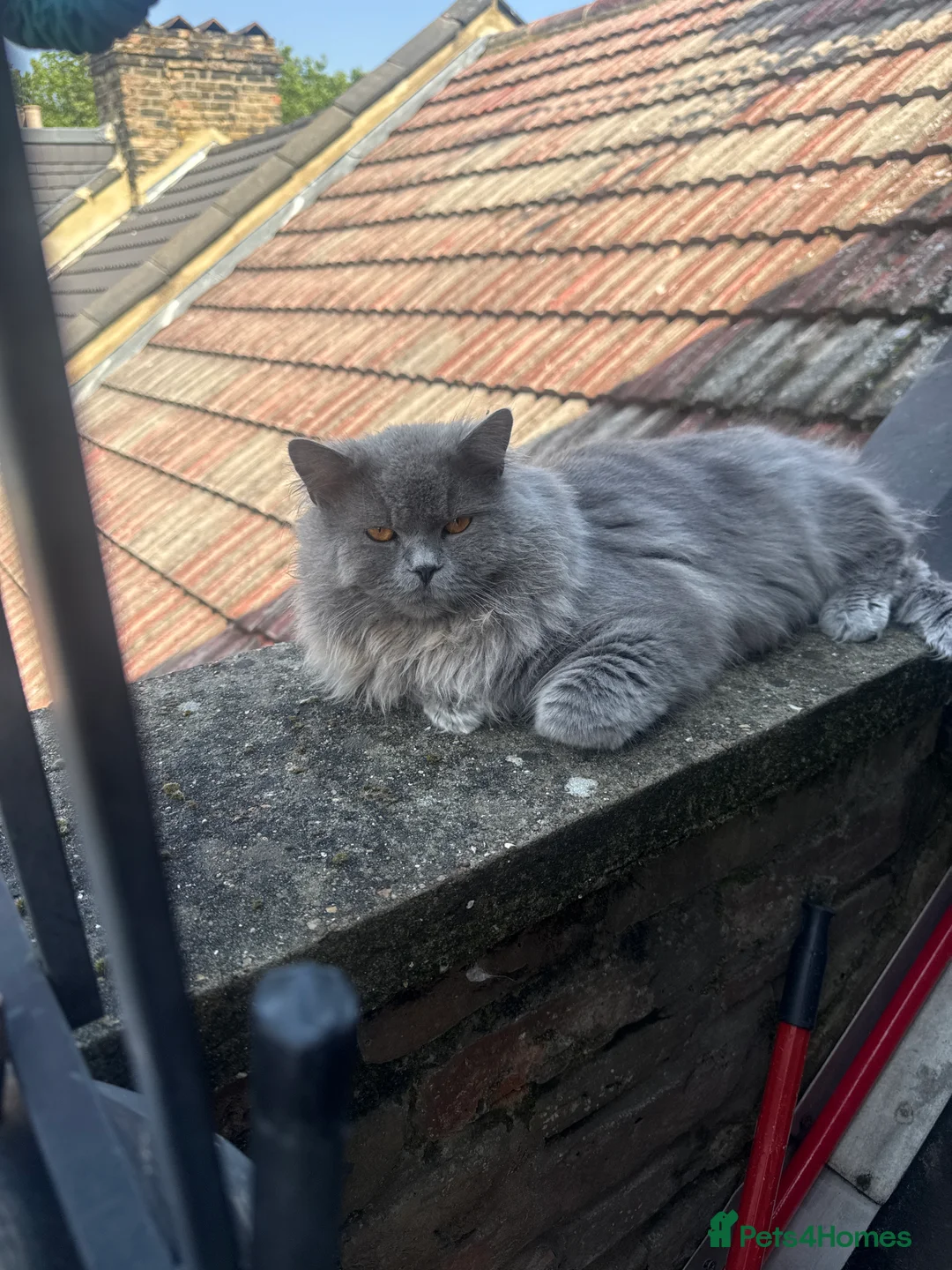 British Shorthair cats for sale: Casper  - Advert 2