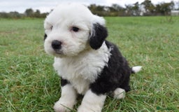 Old English Sheepdog dogs for sale: Stunning Old English Sheepdog Puppies KC Reg - Image 8