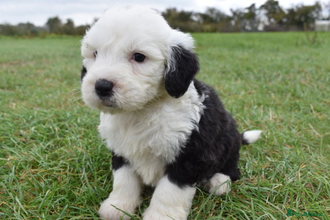Old English Sheepdog dogs for sale: Stunning Old English Sheepdog Puppies KC Reg - Image 8