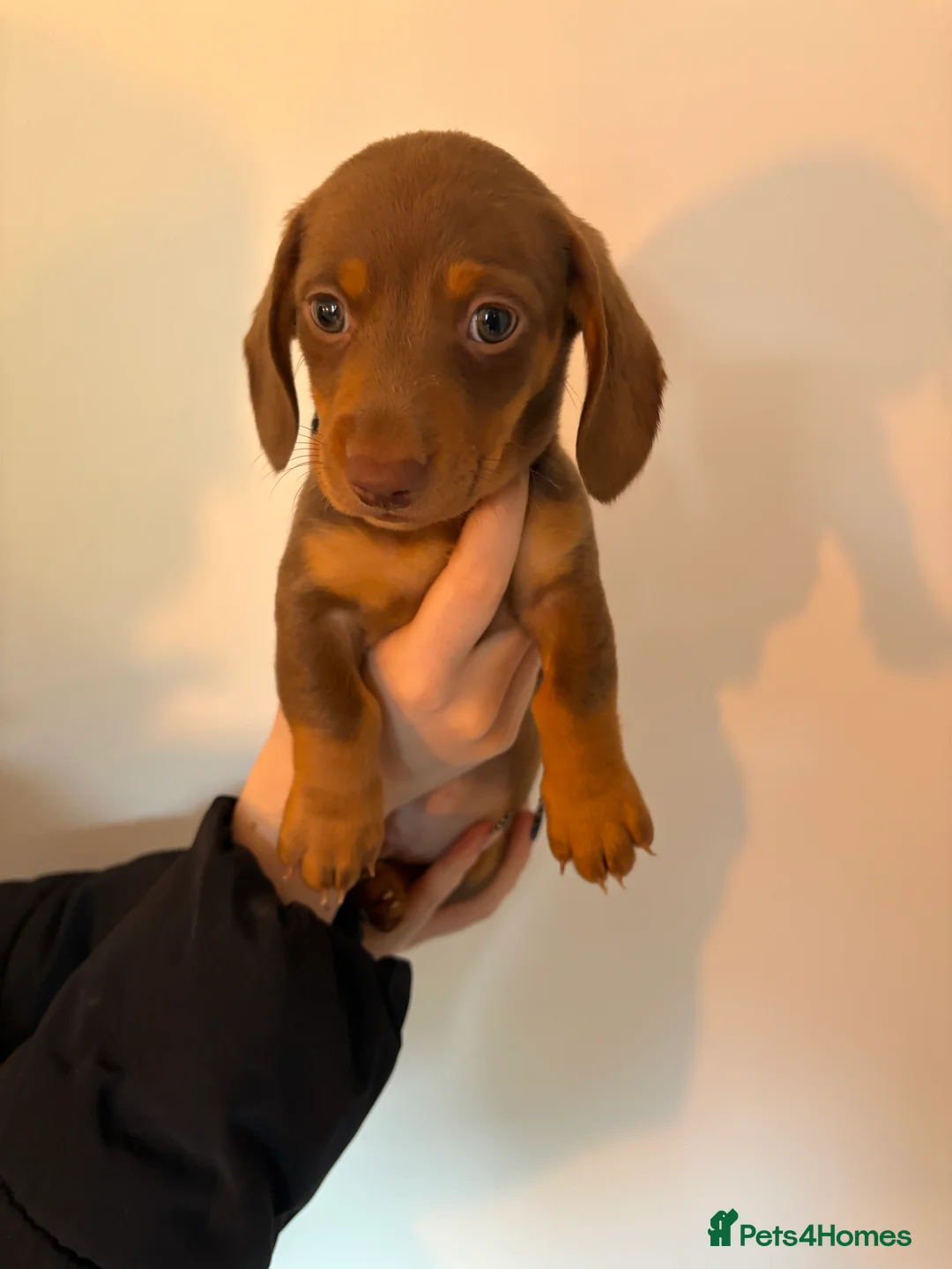 Miniature Dachshund dogs for sale: Perfect Miniature Dacshunds London/Kent - Advert 10