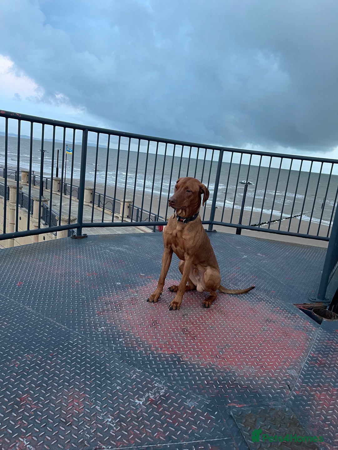 Mixed Breed dogs for sale: Rhodesian ridgeback x breed - Advert 4