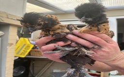 Chickens poultry for sale: Silkies - ducklings - Drakes - Advert 17