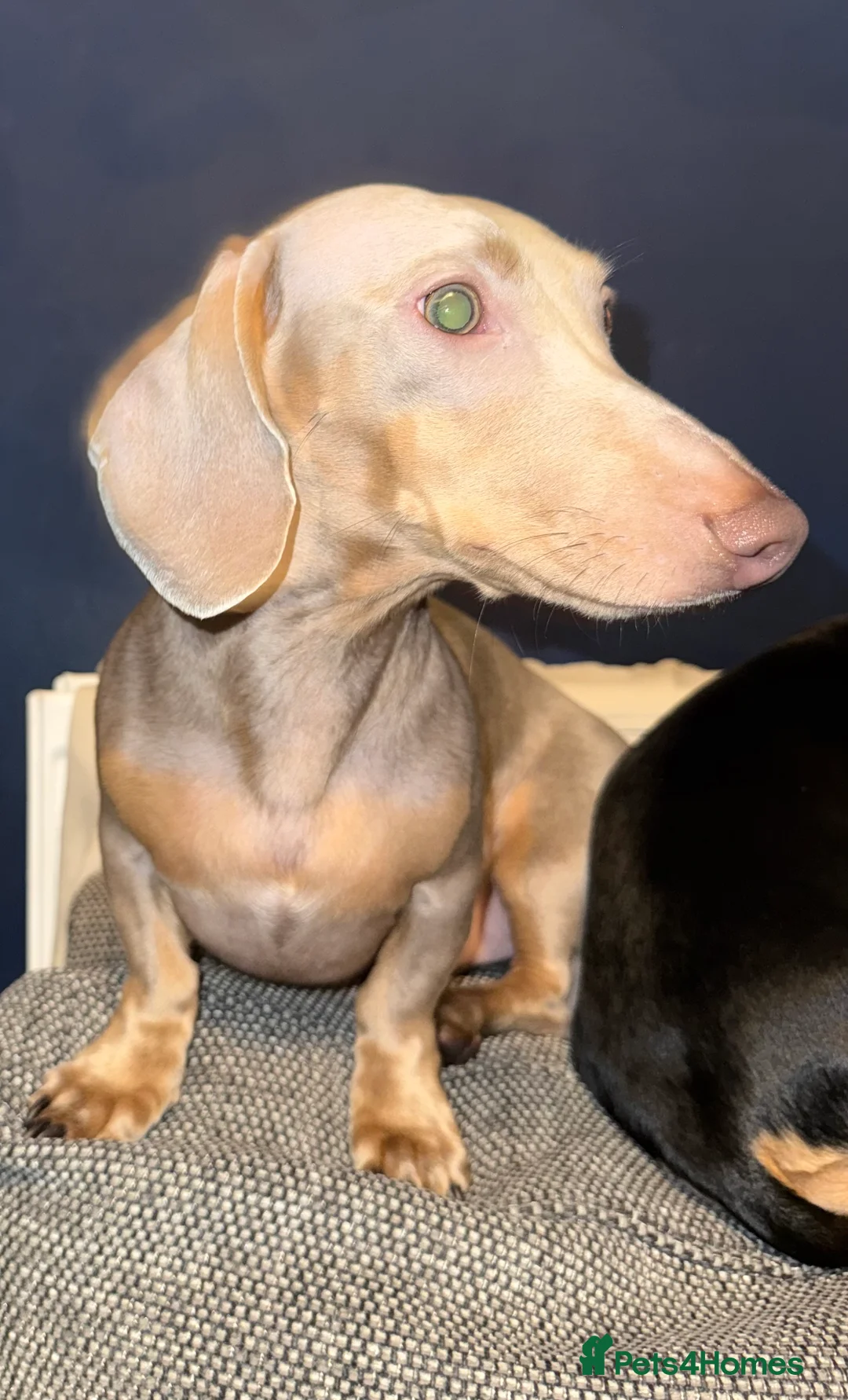 Miniature Dachshund dogs for stud: Miniature dachshund for stud - Isabella & Tan - Advert 1