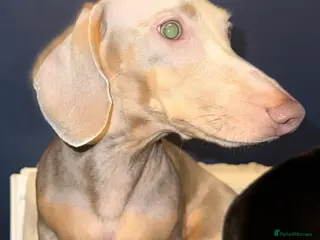 Miniature Dachshund dogs Miniature dachshund for stud - Isabella & Tan - Advert 4