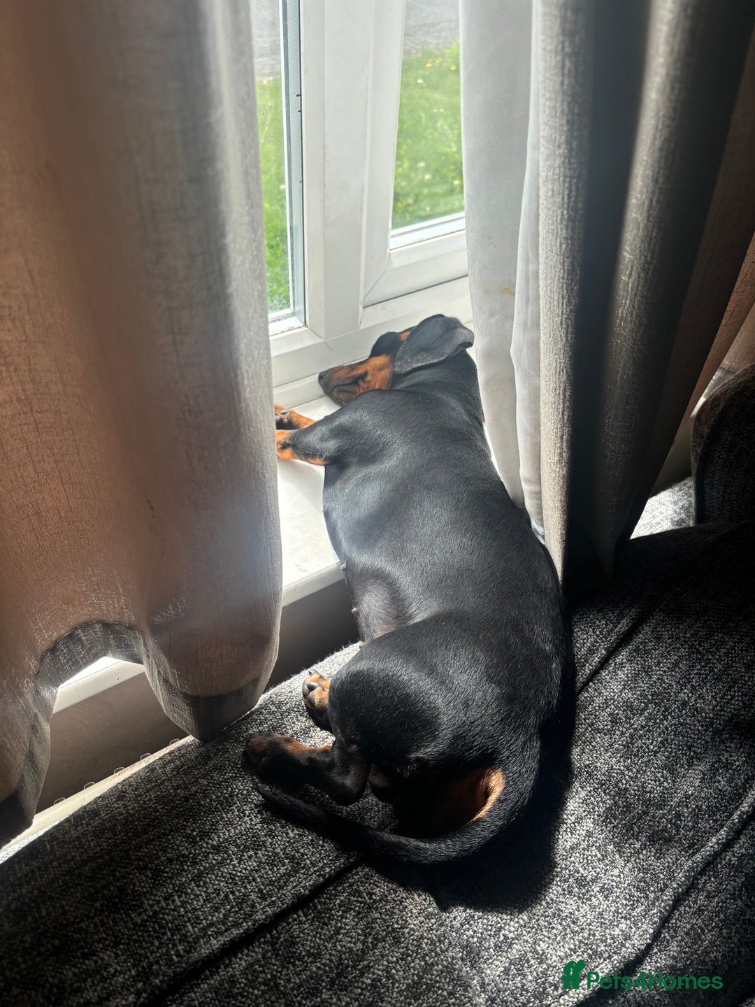 Miniature Dachshund dogs for sale: Miniature dachshund spooky - Advert 8