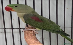 Parakeets birds for sale: Mixed birds, Alexandrines, Conures, Derbyan, etc!! - Image 13