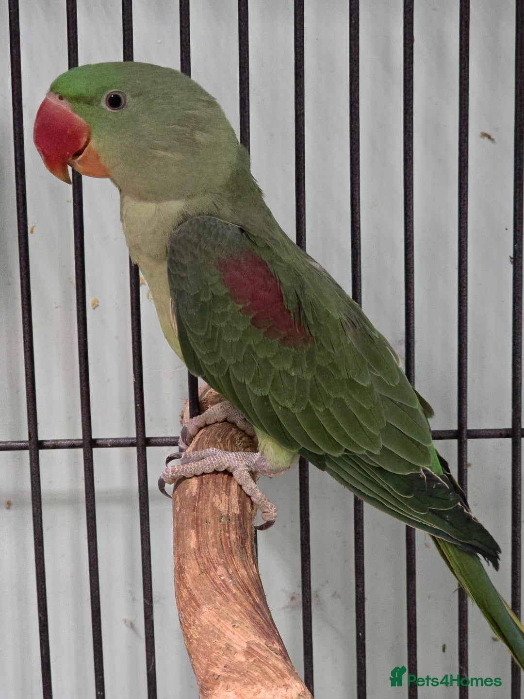 Parakeets birds for sale: Mixed birds, Alexandrines, Conures, Derbyan, etc!! - Image 13