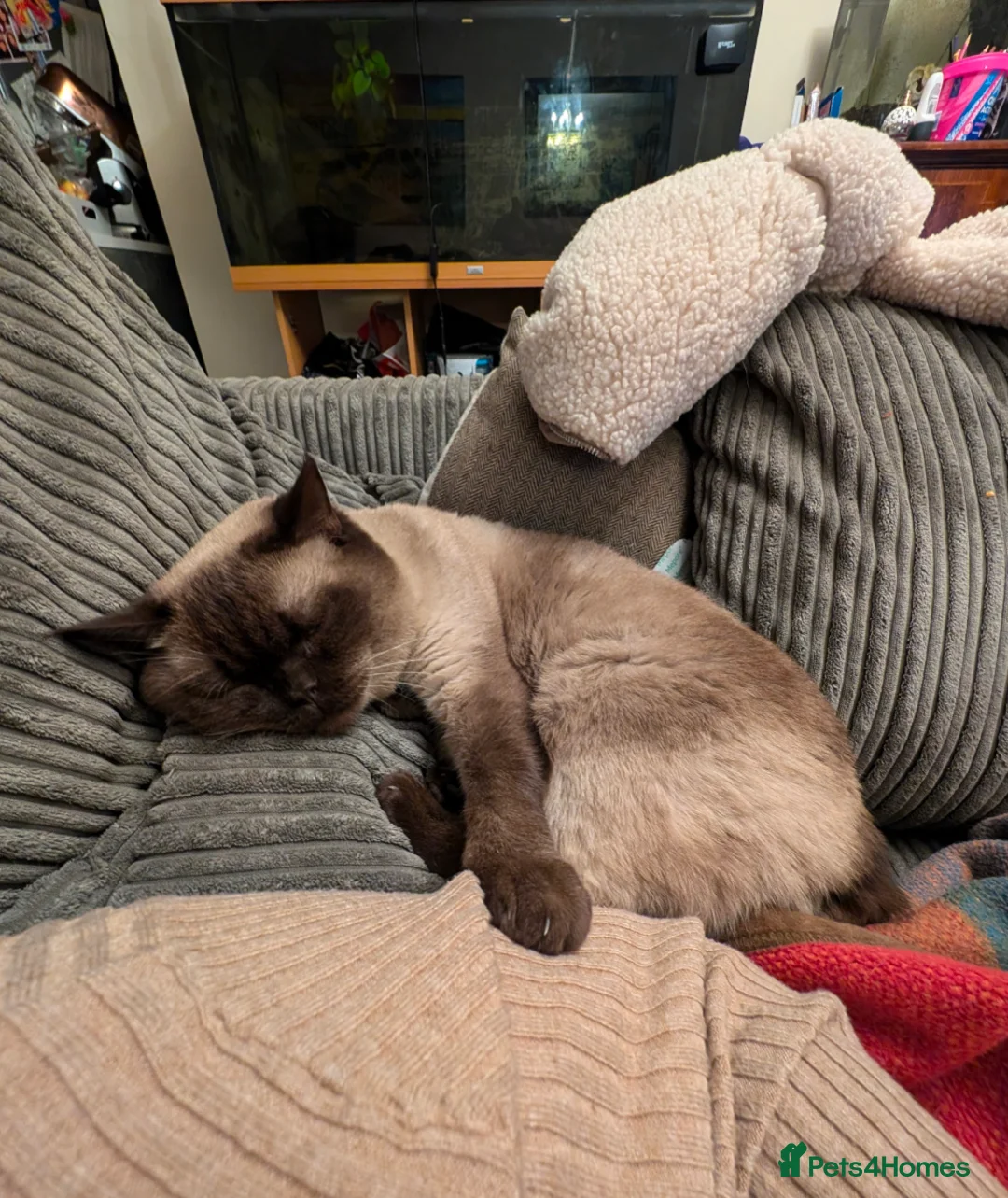 Burmese cats for adoption: Temporary foster home needed for Betty Boo - Advert 1