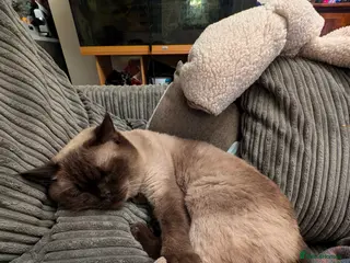Burmese cats Temporary foster home needed for Betty Boo - Advert 2
