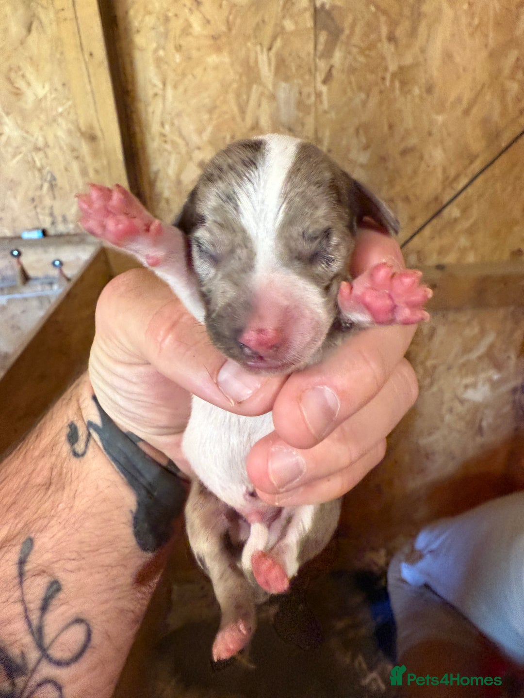 Dachshund dogs for sale: 7 cracking dachshund puppies  - Image 11