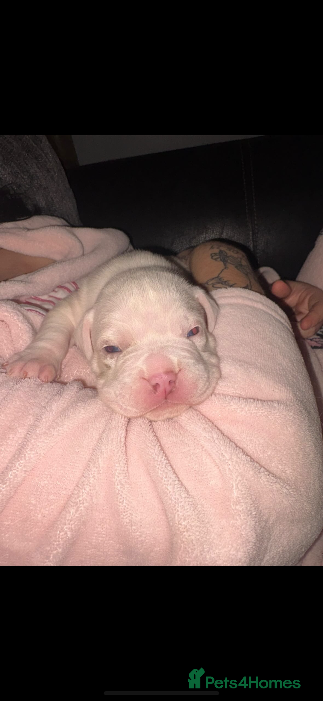 American Bulldog dogs for sale: Pocket bully’s  - Advert 2