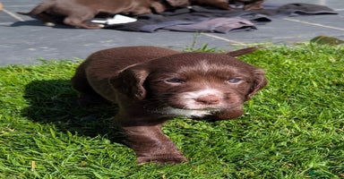 Sprocker dogs - Advert 10