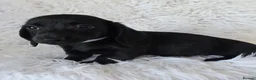 Miniature Dachshund dogs for sale: KC reg, 5* Breeder. BOYS ONLY  - Advert 16