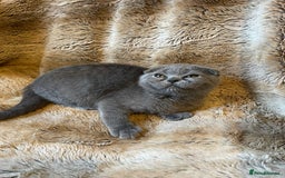 Scottish Fold cats for sale: Scottish fold kittens for sale - Image 8