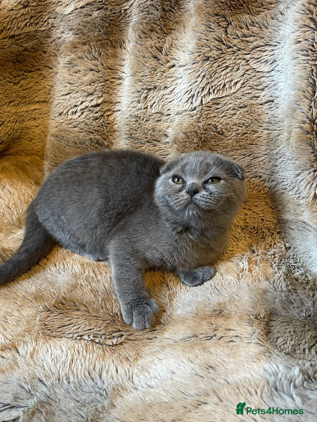 Scottish Fold cats for sale: Scottish fold kittens for sale - Image 8