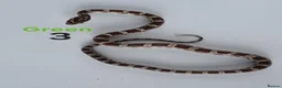 Corn Snake reptiles for sale: Baby Cornsnakes  - Advert 6
