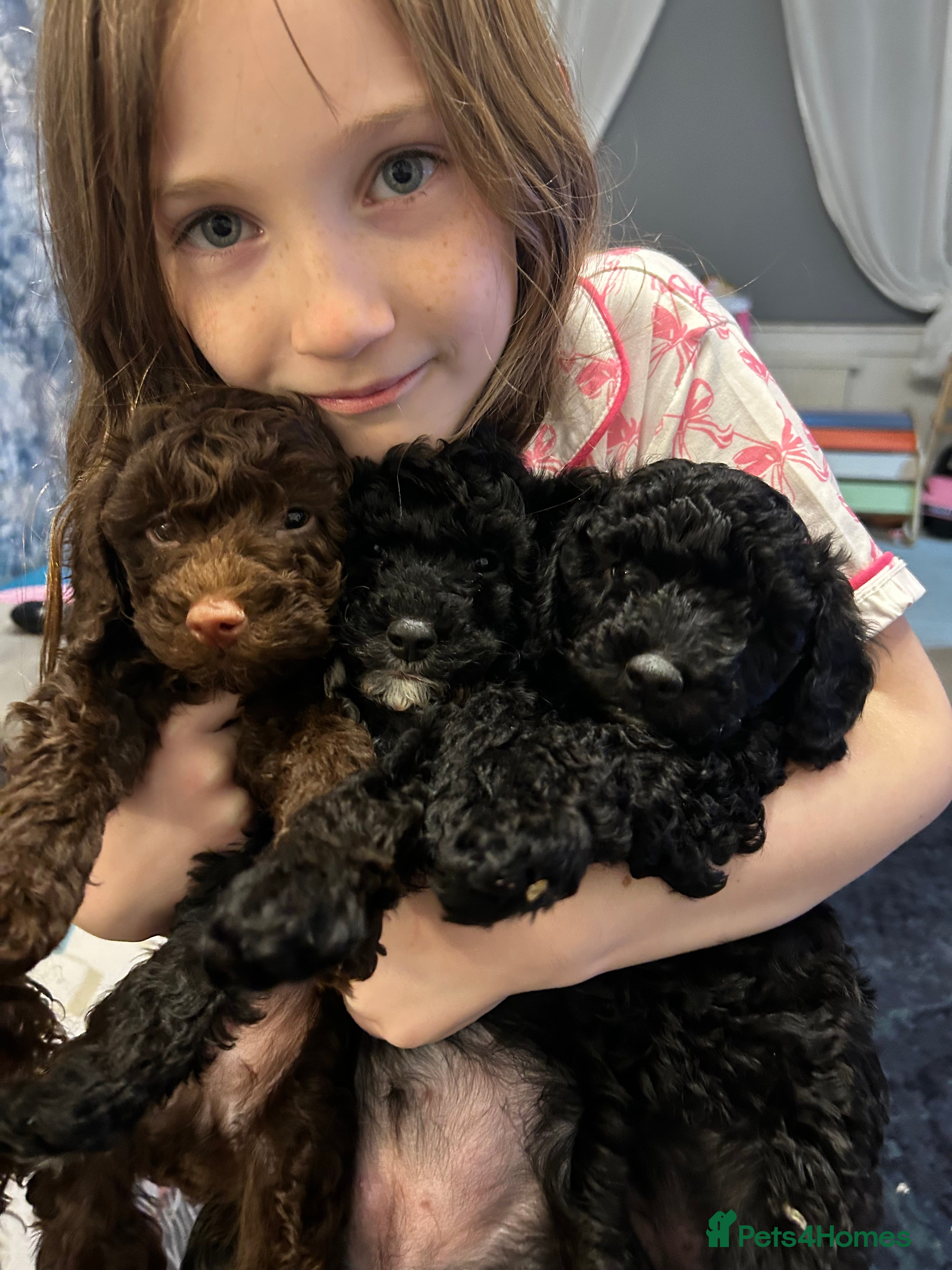 Mixed Breed dogs Beautiful black female poodle puppies - Advert 16