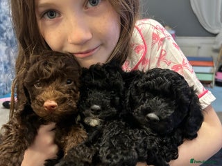 Mixed Breed dogs Beautiful black female poodle puppies - Advert 16