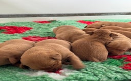 Labrador Retriever dogs for sale: Ready to leave, KC Labrador litter, boys & girls  - Image 14