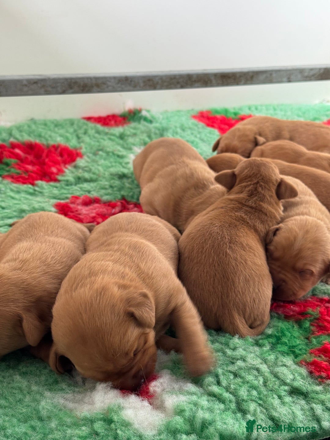 Labrador Retriever dogs for sale: Ready to leave, KC Labrador litter, boys & girls  - Image 14
