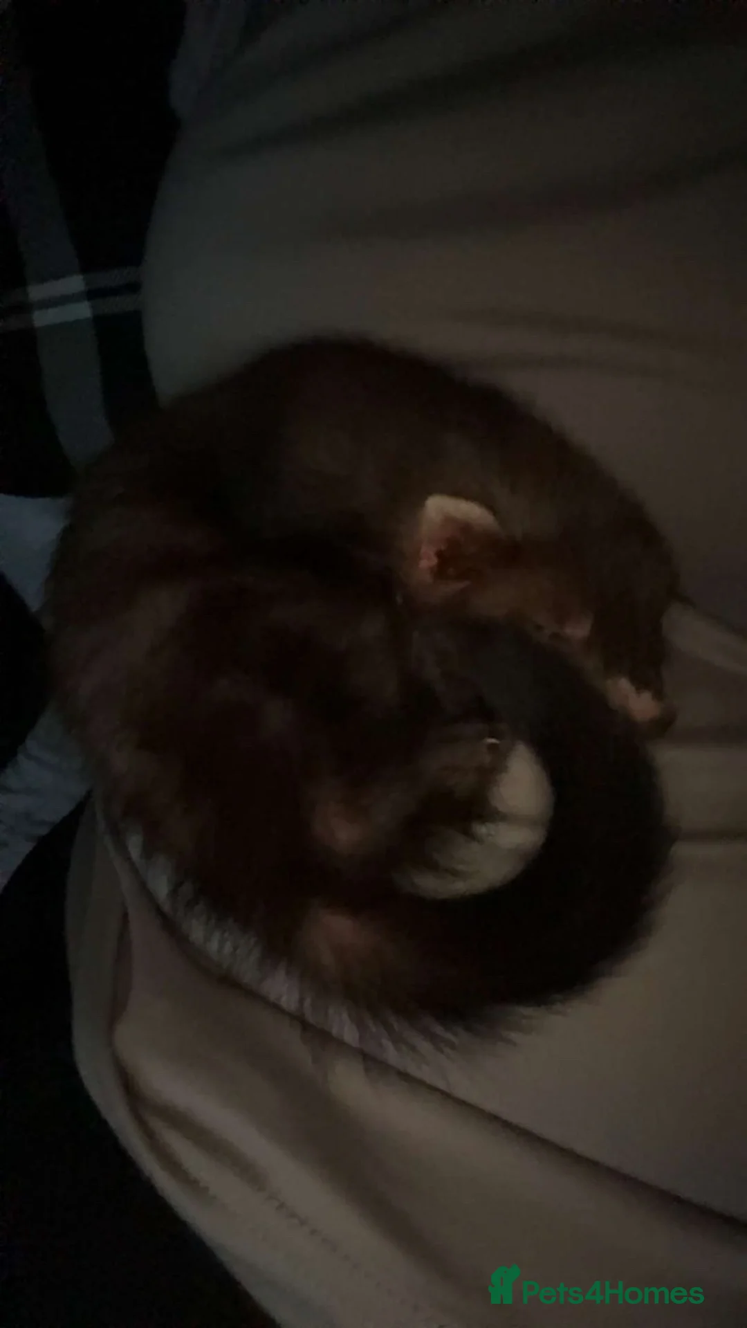 Ferret rodents for sale: Baby Jill needs rehoming  in Derby - Advert 1