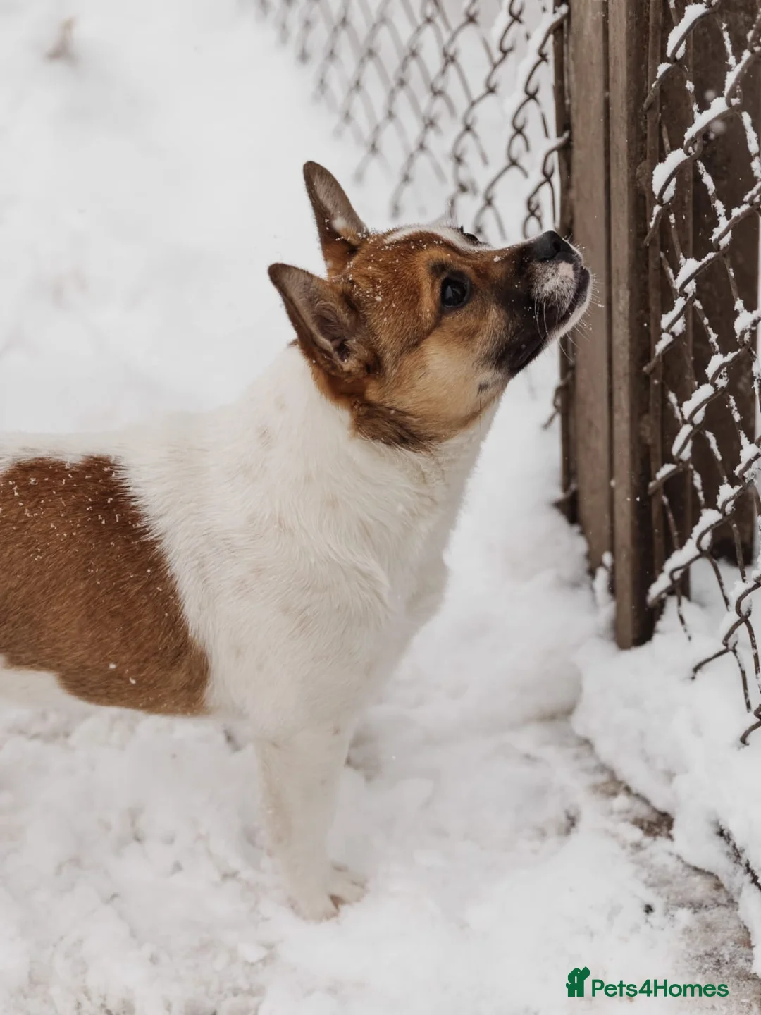 Mixed Breed dogs for adoption: 💖🐶 DEMI-MOON 🐶💖 - Advert 15