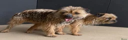 Border Terrier dogs for sale: Pure border terrier pups  - Advert 11