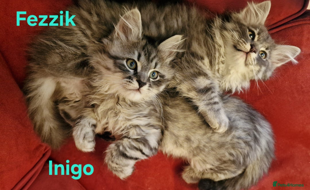 Siberian cats for sale: Siberian kittens GCCF registered, champion lines - Advert 2