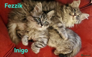 Siberian cats Siberian kittens GCCF registered, champion lines - Advert 4