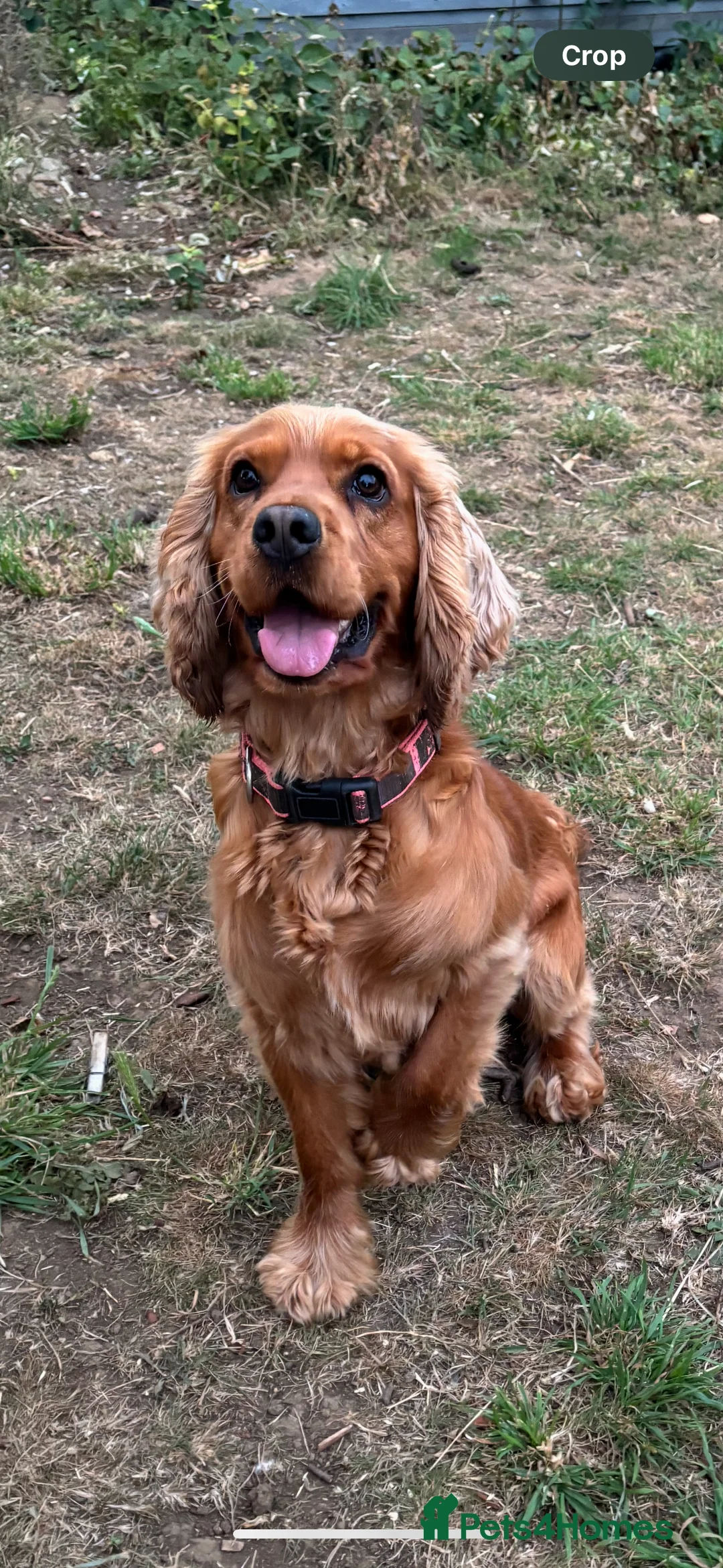 Cocker Spaniel dogs for stud: Proven male cocker spaniel  - Advert 3