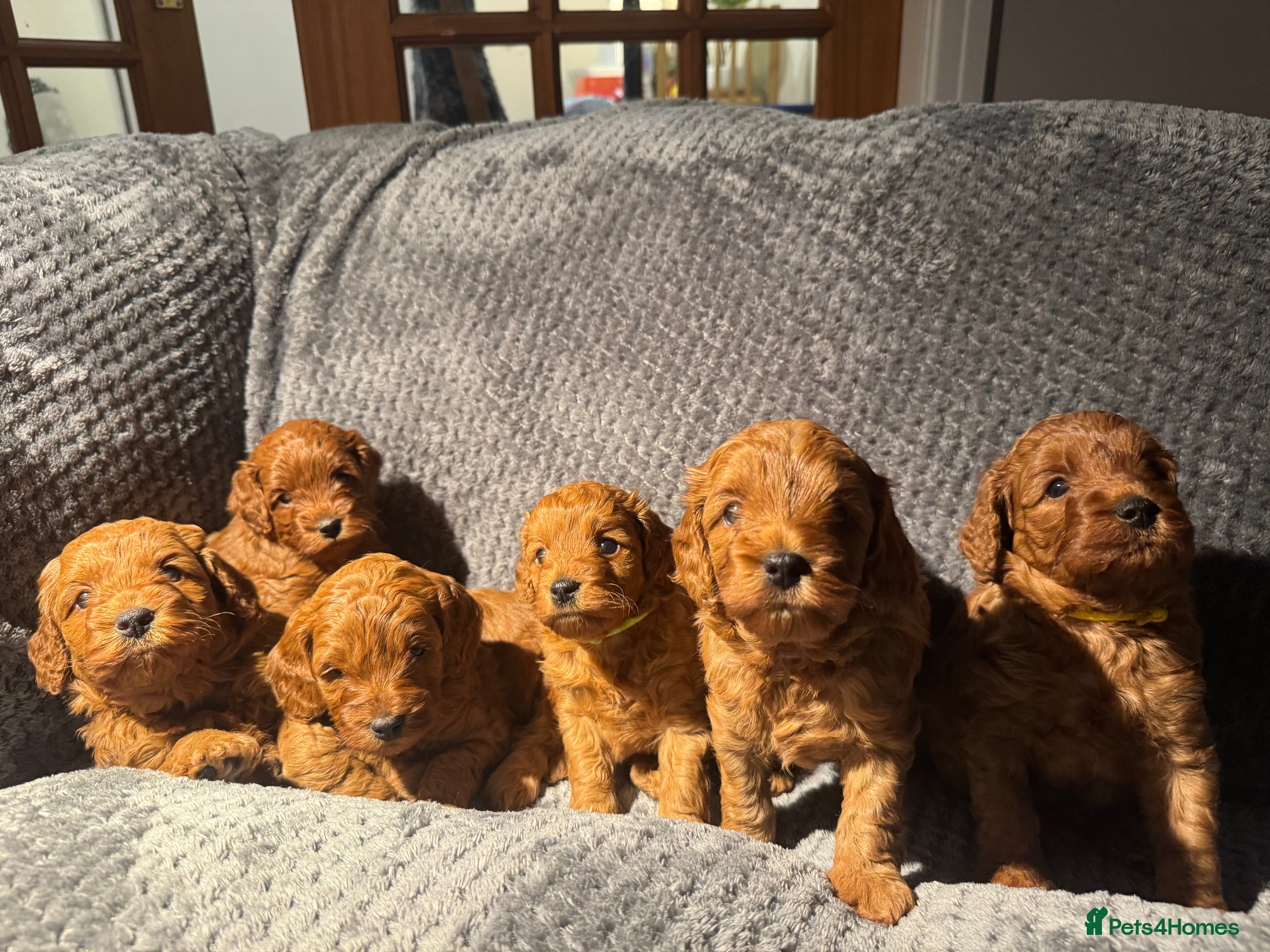 Cockapoo dogs Outstanding F1b Cockapoos, health tested clear - Advert 6