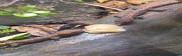 Gecko reptiles for sale: Mourning gecko (Juveniles) - Advert 1