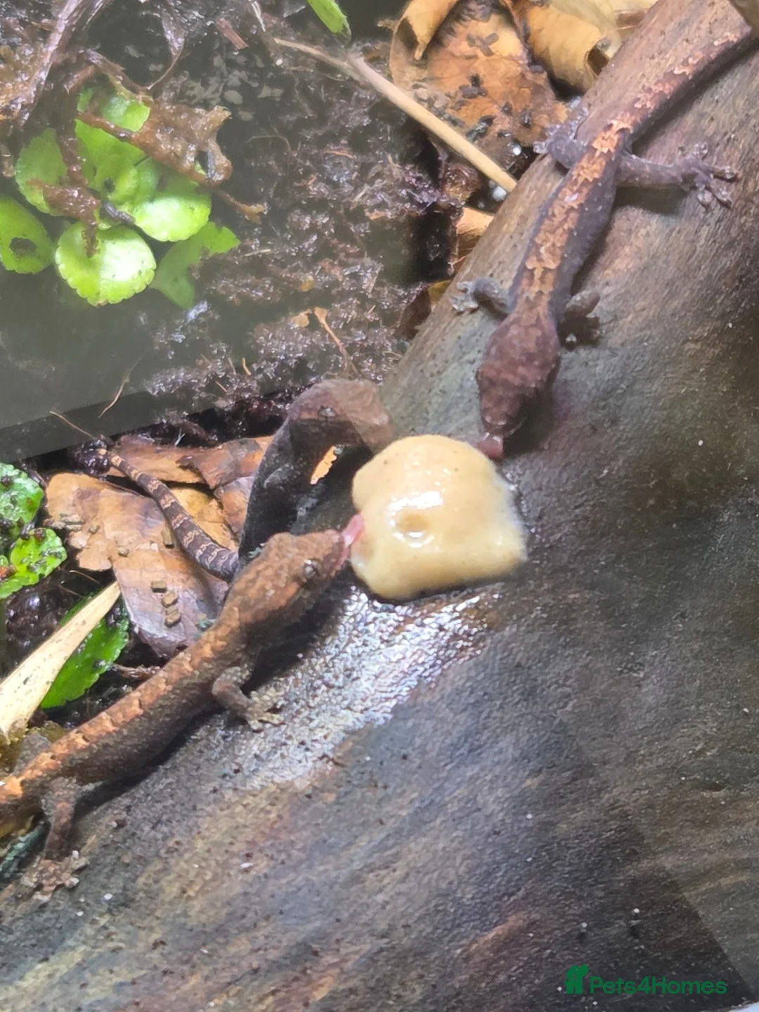 Gecko reptiles for sale: Mourning gecko (Juveniles) - Advert 1