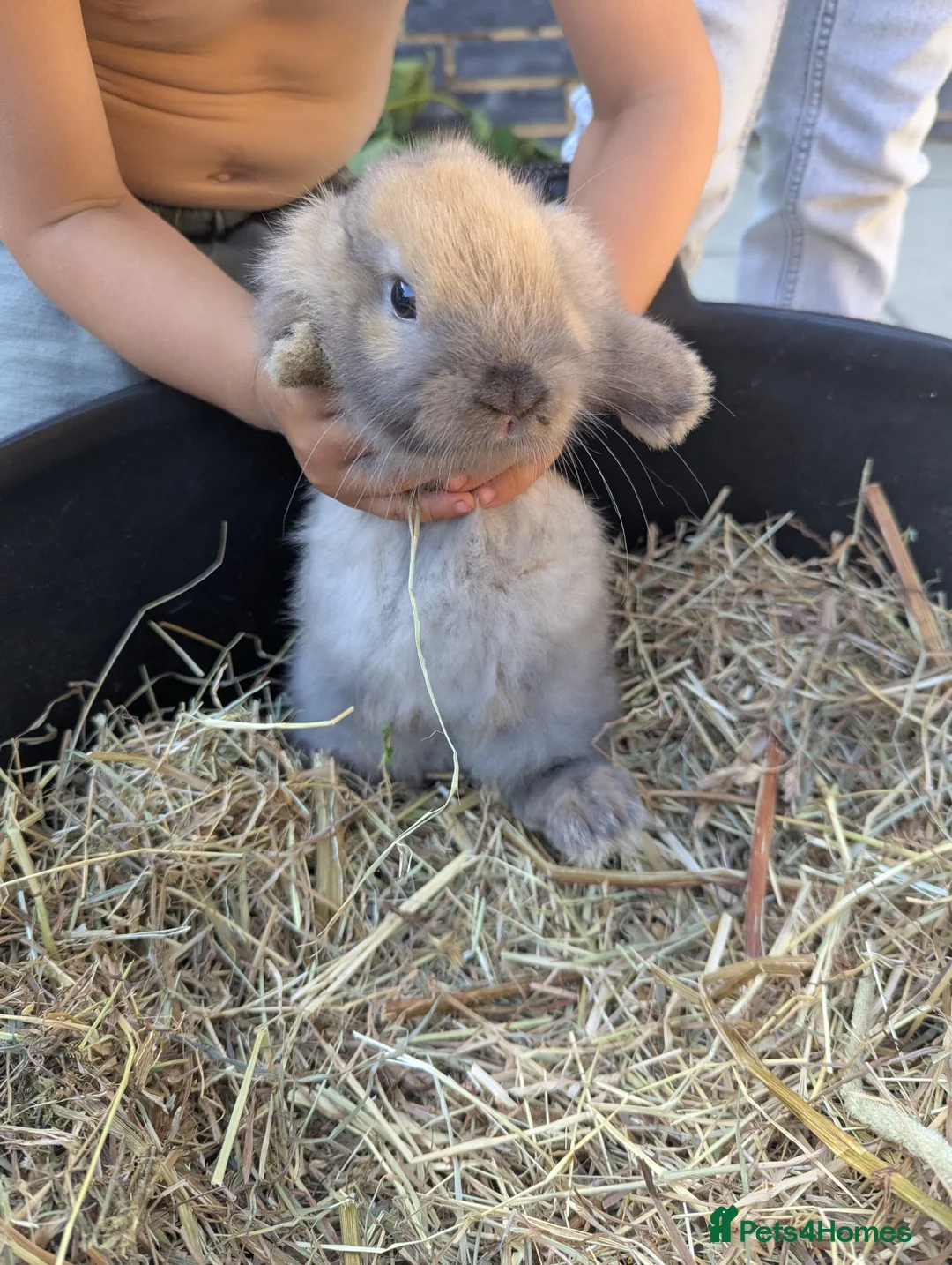 Mini Lop rabbits for sale: Mini Lop, last one left - Advert 3