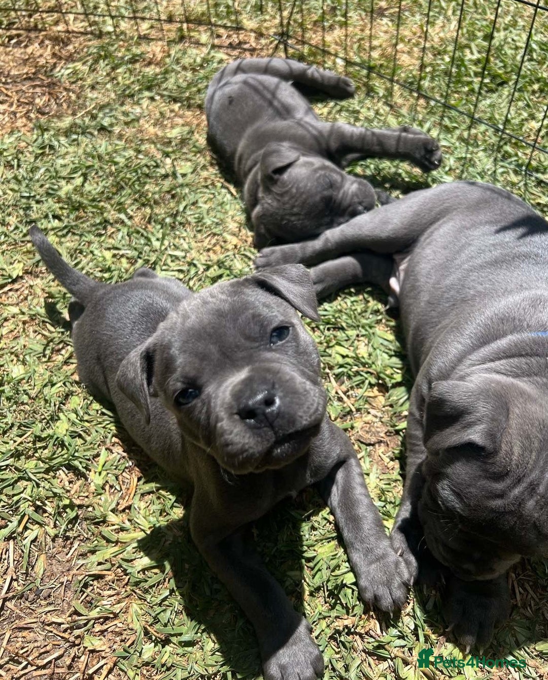 Staffordshire Bull Terrier dogs for sale: Honest lovx Blueish Staffys for everyone - Advert 3