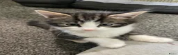 Mixed Breed cats for sale: Kittens  in Brighton - Advert 2