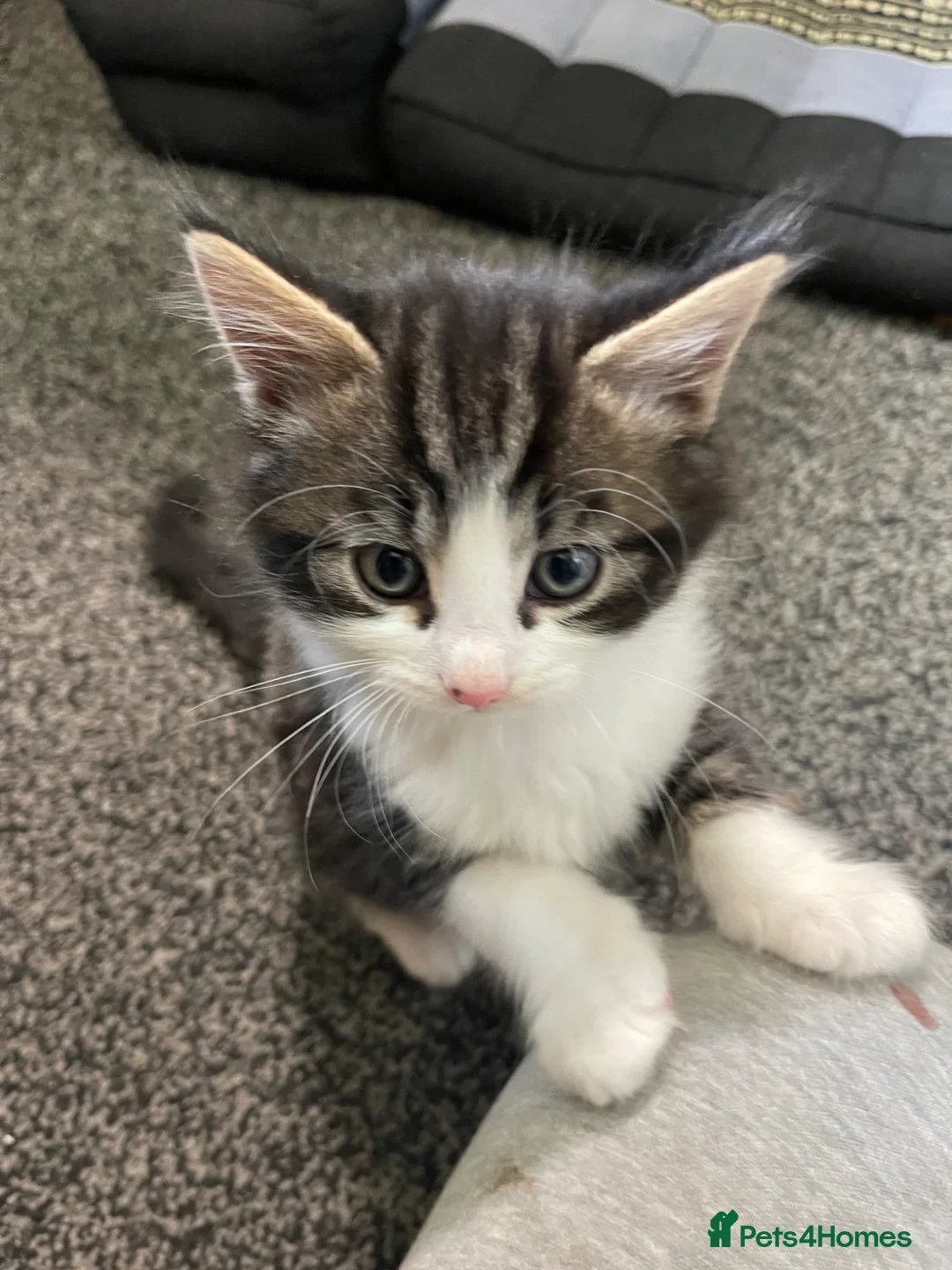 Mixed Breed cats for sale: Kittens  in Brighton - Advert 2