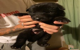 German Shepherd dogs for sale: 8 German shepherd puppies - Image 8