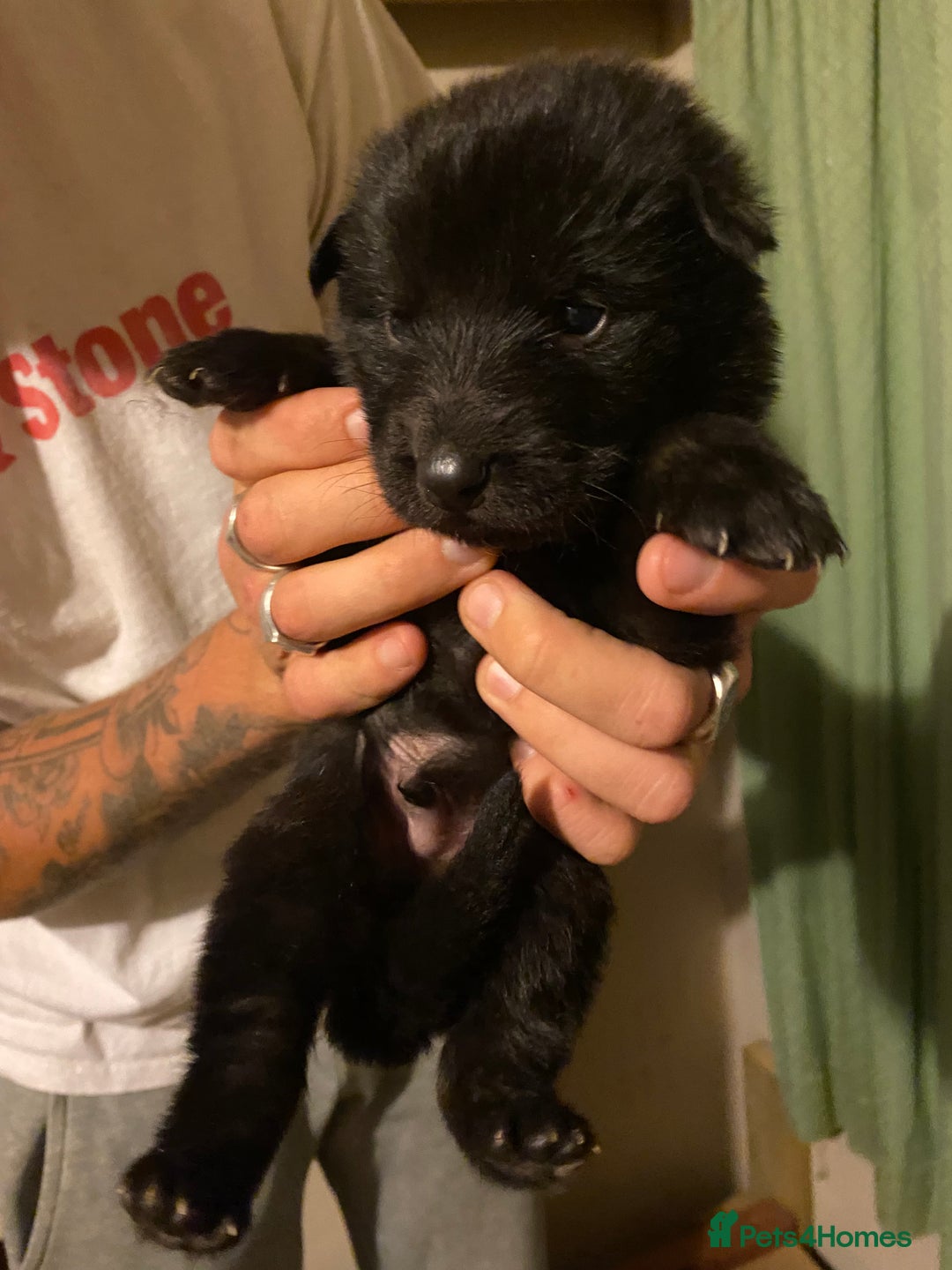 German Shepherd dogs for sale: 8 German shepherd puppies - Image 8