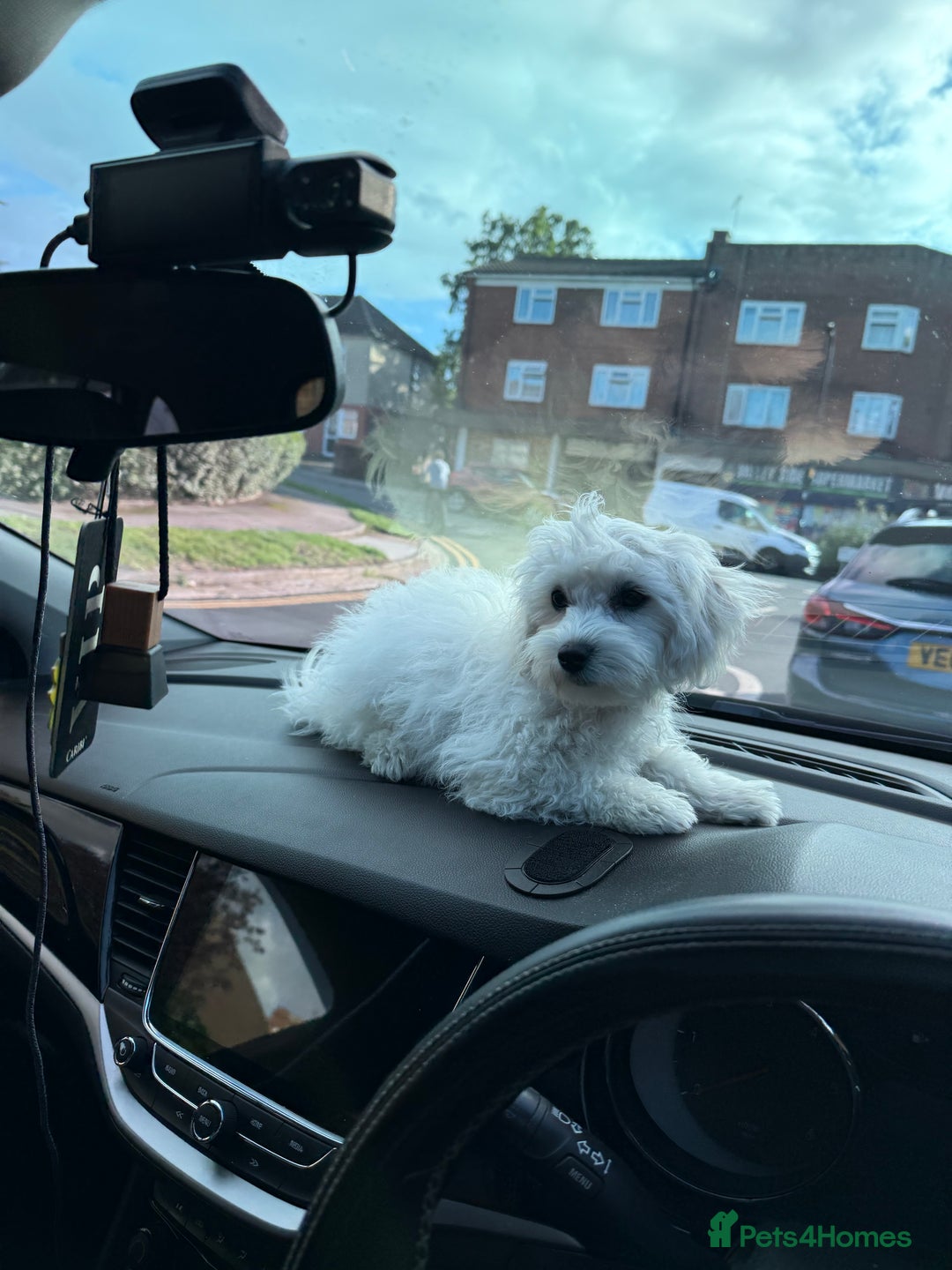 Maltese dogs for sale: Maltese puppies  - Image 29