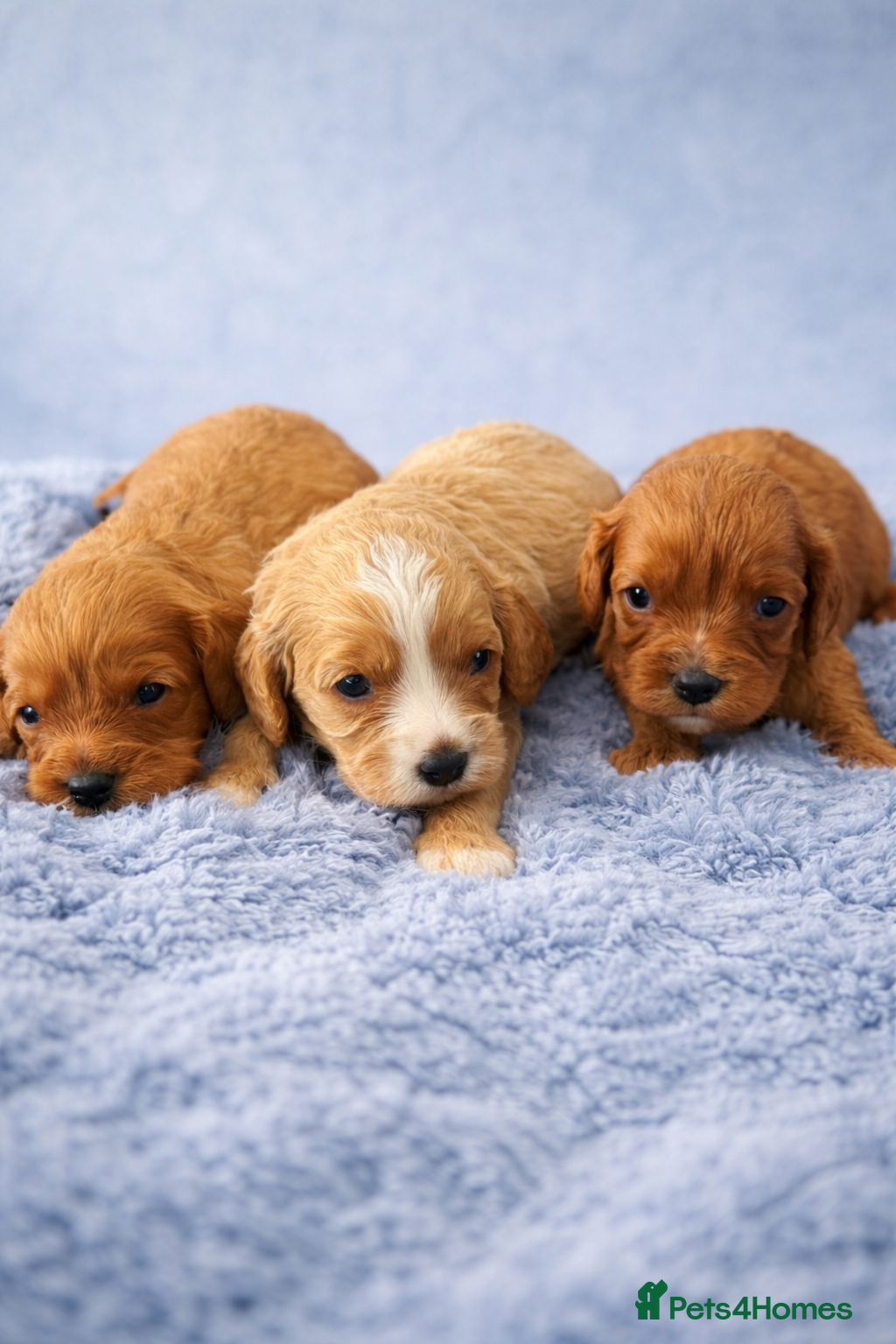 Cavapoo dogs F1 Cavapoo’s From Health Tested Parents 🧬 - Advert 1