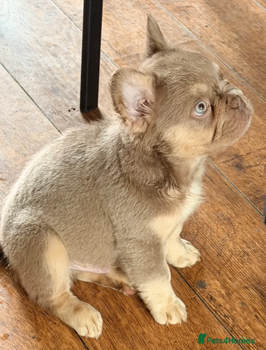 French Bulldog dogs for sale: Fluffy frenchies new shade/ lilactan pink-testable - Advert 8